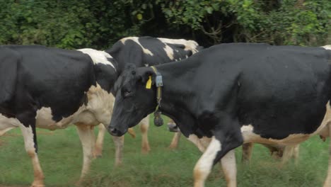 Vacas-Holstein-Friesian-Caminando-Por-La-Carretera-Rural-Y-El-Campo-De-Hierba-En-Queensland
