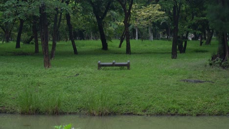 Empty-bench-surrounded-by-trees