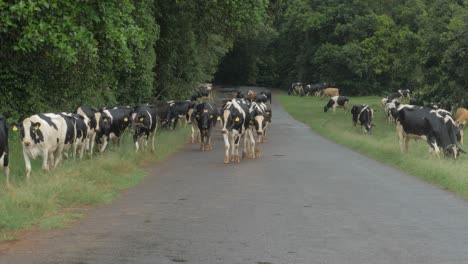 Herde-Holsteinischer-Friesischer-Rinder,-Die-In-Queensland,-Australien,-Die-Straße-Hinuntergehen