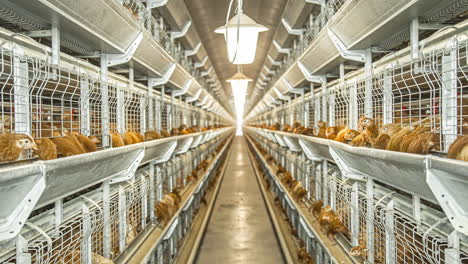 Egg-laying-Chicken-In-Layer-Cage-Feeding-At-The-Poultry-Farm