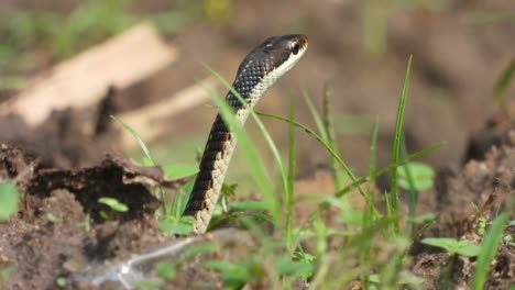 Dendrelaphis-tristis-Snake-in-Ground---Finding---pry