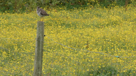 Common-redshank-standing-on-post-in-field-with-bright-yellow-wildflowers