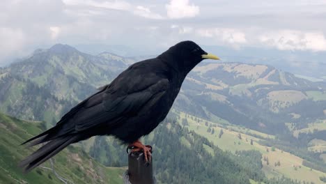 Blackbird-on-a-pole-looking-into-the-camera-and-hills-and-mountains-in-the-background