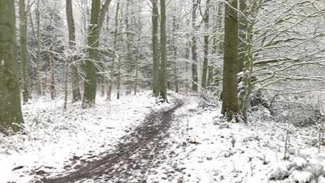 Winter-in-a-forest-in-germany