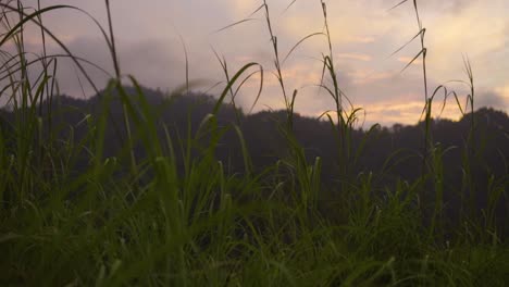 Slow-motion-shot-of-grass-on-a-sunset