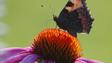One-Small-Tortoiseshell-Butterfly-eats-nectar-from-orange-coneflower-in-sunlight