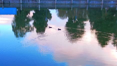 Moorhen-water-bird-duck-swim-in-quay-canal-water-reflecting-clouds-in-Netherland