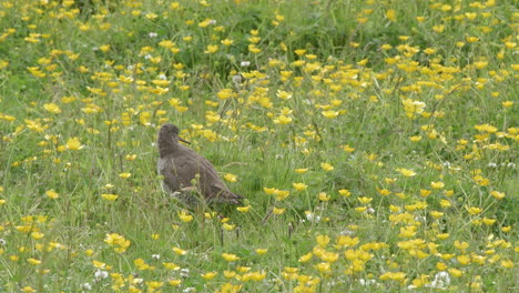 Common-redshank-on-breading-ground-standing-among-bright-yellow-wildflowers