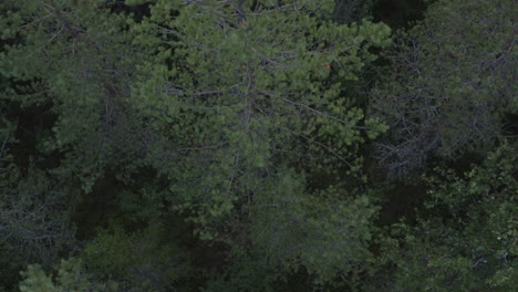 4k-Drone-top-view-shot-of-big-tree-tops-in-a-dense-forest-in-Sweden