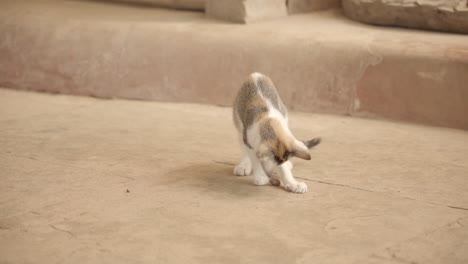 Cat-kitten-playing-with-stone