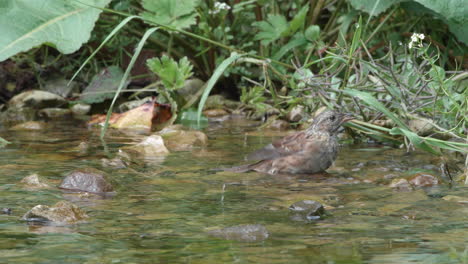 Dunnock-bird-bathing-at-the-edge-of-a-shallow-stream