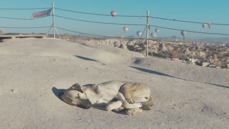 Cute-dog-sleeping-early-morning-at-Asiklar-Tepesi-above-Goreme,-Cappadocia