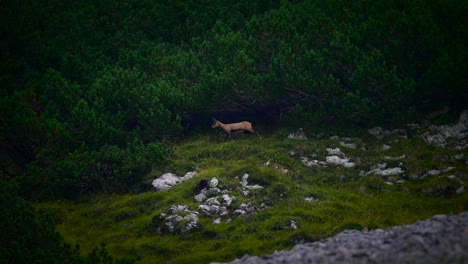 Footage-of-a-mountain-goat-filmed-up-in-the-mountains-in-slow-motion-walking-in-Slovenian-mountains-in-the-alps-1