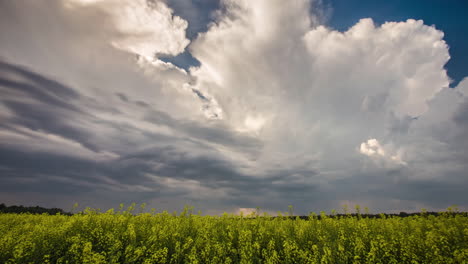 Shot-of-beautiful-rapeseed-flowers-against-blue-sky-with-white-clouds-moving-in-timelapse
