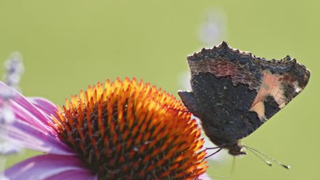One-Small-Tortoiseshell-Butterfly-Feeds-On-orange-coneflower-in-sun-light-4