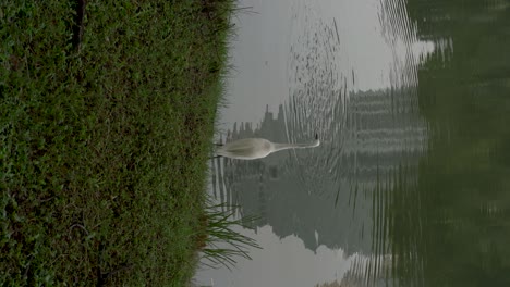 Vertical-video---Little-Egret-standing-next-to-the-lake