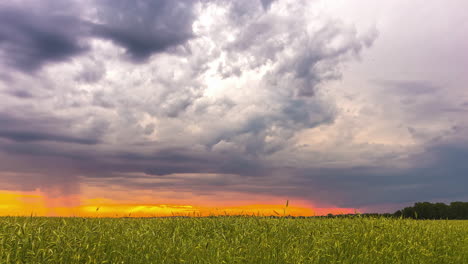 Shot-of-rain-clouds-in-timelapse-above-rural-field-landscape-with-young-green-wheat-sprouts-in-spring-summer-evening