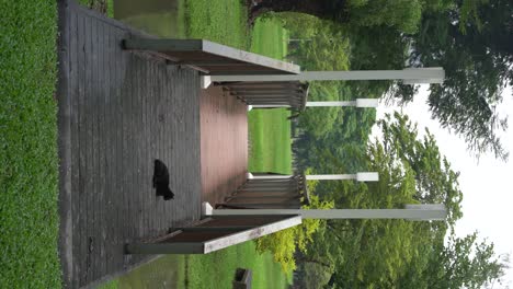 Vertical-video---A-stray-black-cat-is-resting-on-the-small-wooden-footbridge
