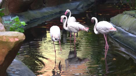 Flock-of-greater-flamingo,-phoenicopterus-roseus-with-long-skinny-legs-standing-in-water,-scratching,-grooming-and-cleaning-before-the-nightfall-in-pond-environment