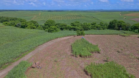 Tractor-driving-on-sugar-cane-field,-San-Pedro-de-Macoris-in-Dominican-Republic
