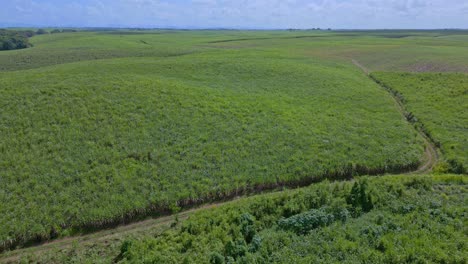 Zuckerrohrfelder-Bei-San-Pedro-De-Macoris-In-Der-Dominikanischen-Republik