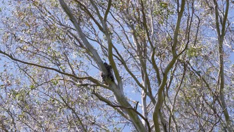 Iconic-Australian-native-Koala-Bear-climbing-a-Eucalyptus-tree-to-escape-the-summer-heat