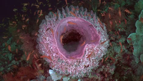 Floating-over-pink-barrel-sponge-in-slow-motion-with-reef-fishes
