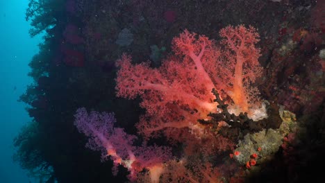 Colorful-soft-corals-in-red-and-purple-on-steep-tropical-coral-reef