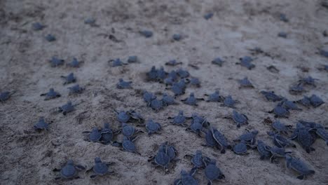 Freisetzung-Von-Meeresschildkröten-An-Einem-Strand-Mit-Sargassum