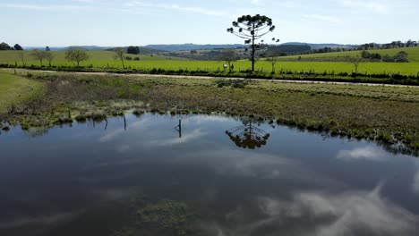 Pond-in-a-farm-with-sky-reflection-and-a-pine-tree,-drone-view