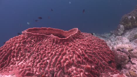 Big-flat-barrel-sponge-close-up-on-coral-reef