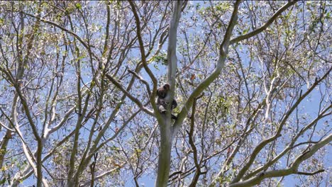 Kultiger-Australischer-Einheimischer-Koalabär,-Der-Hoch-Oben-In-Einem-Eukalyptusbaum-Thront-Und-Schläft
