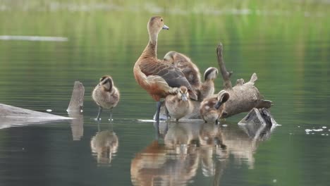 Whistling-duck---pond---relaxing---chicks-