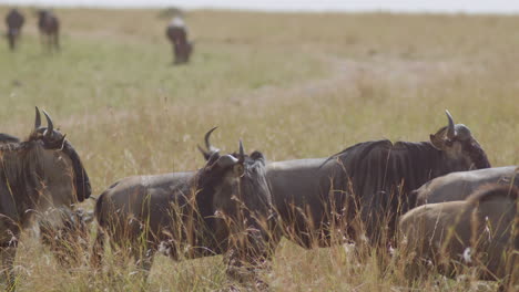 Gnus-In-Ruhe,-Bevor-Sie-Ihre-Jährliche-Wanderung-Durch-Die-Masai-Mara-Und-Die-Serengeti-Fortsetzen