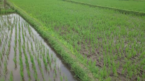 Aerial-orbit-shot-of-wild-bird-walking-between-flooded-rice-field-during-daytime