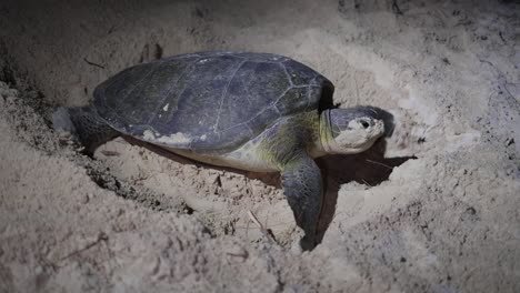 Grüne-Meeresschildkröte-Bedeckt-Nest-Nach-Dem-Laichen-An-Einem-Strand-In-Der-Nacht