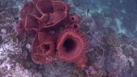 Big-barrel-sponges-filmed-from-top-on-tropical-coral-reef