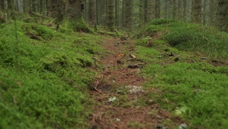 Low-dolly-shot-of-a-green-and-humid-forest-path-with-moss-and-mysterious-trees-in-slow-motion