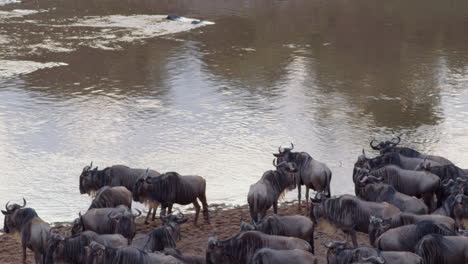 Wildebeests-gather-along-the-banks-of-the-Mara-river,-debating-whether-to-cross