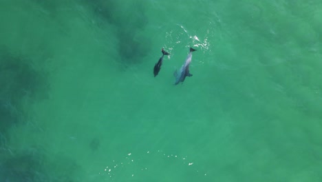 Mother-dolphin-teaching-a-Bottlenose-calf-to-hunt-for-food-in-the-ocean-waters