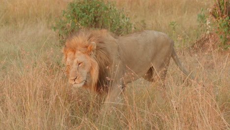 A-young-male-lion-is-looking-for-a-good-spot-to-nap-among-the-grass