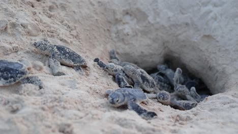 Ein-Haufen-Grüner-Schildkröten,-Die-Aus-Dem-Nest-Am-Strand-Auftauchen