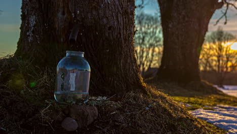 Timelapse-shot-of-collecting-maple-juice-from-a-drilled-tree-into-a-transparent-glass-in-spring