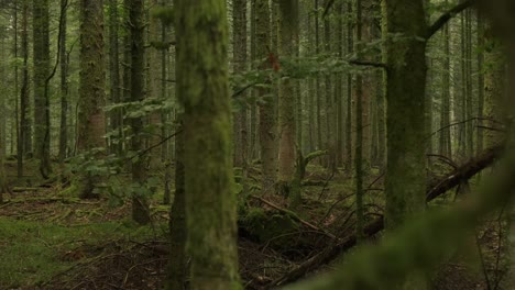 Slow-trucking-shot-through-trees-in-a-humid-creepy-dark-forest-in-slow-motion