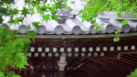 A-quiet-spider-in-its-web-waits-for-the-next-prey,-in-a-park-in-Japan