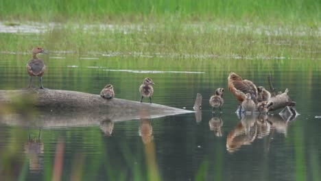 Whistling-duck---rain---pond---chicks-