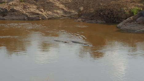 Two-Nile-crocodiles-swim-up-the-waters-of-the-Mara-river,-knowing-that-prey-will-soon-try-to-cross