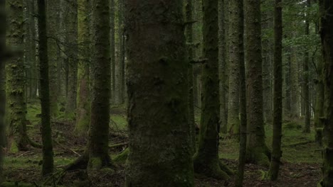 Slow-trucking-shot-through-trees-in-a-humid-mysterious-dark-forest-in-slow-motion
