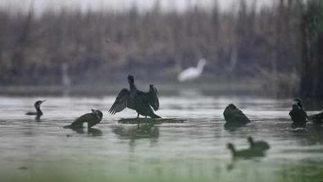 Flock-of-great-cormorant-in-Water-pond-in-Morning