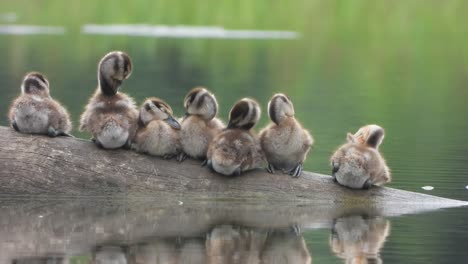 Whistling-duck---group---chicks---relaxing---pond-